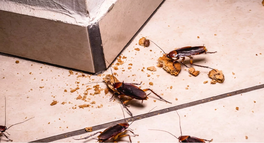 Les cafards autorisés dans les produits alimentaires - Qu'en est-il ?